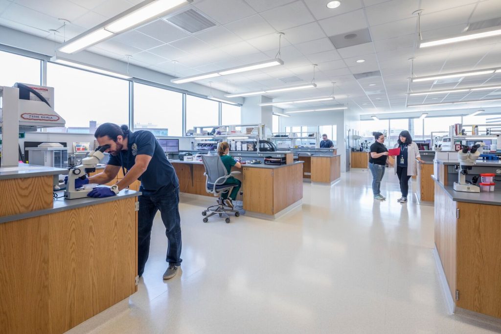 Phlebotomist performing a walk-in blood test at a medical laboratory in Garland, Texas.
